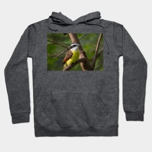 Great Kiskadee Perched Hoodie